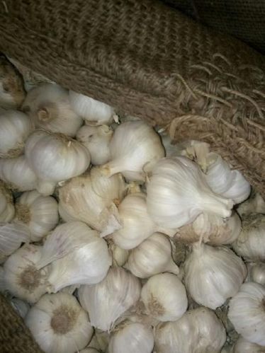 Navigo Exports Fresh Garlic, Certification : APEDA, SGS, Phytosanitary