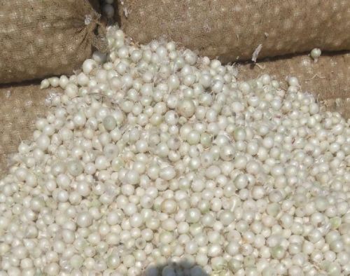 Navigo Exports Round White Onion, Packaging Type : 10, 20, 25, 50 Kg