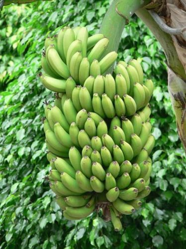 Organic Fresh Green Banana, For Food, Juice, Feature : Easily Affordable, Healthy Nutritious