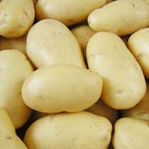 Fresh potato, Usage/Application : Cooking, Baking, Frying, Boiling