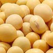 Soybean Seeds
