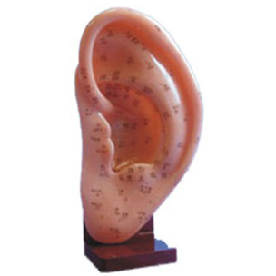 Acupuncture Model Ear