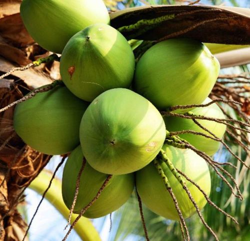 Tender Coconuts