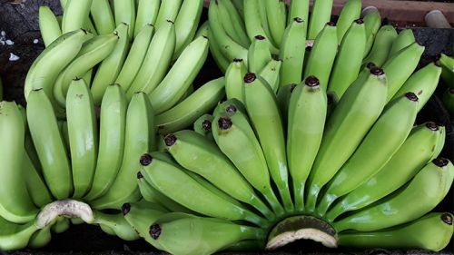 Fresh Green Cavendish Banana