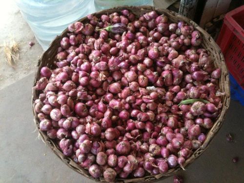 Oval Common Shallot Onion, For Cooking, Enhance The Flavour, Human Consumption, Style : Fresh