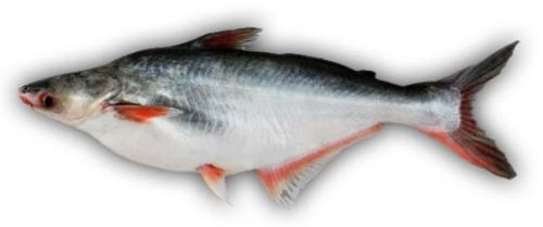 Indian Pangas Fish, Packaging Type : Thermocol Box