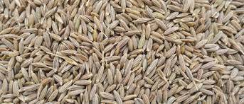 Cumin seeds, Purity :100%