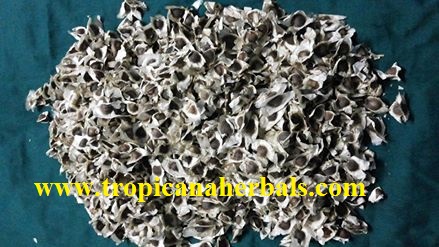 Moringa Seed