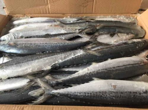 Spanish Mackerel, Certification : HACCP