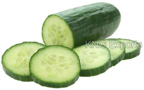 Fresh Cucumber,fresh Cucumber, Packaging Type : As Buyer Requirement