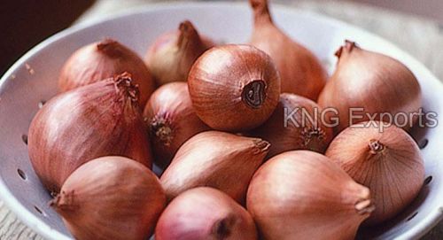 Organic Fresh Shallots, For Cooking, Feature : Freshness, Good Purity, High Quality