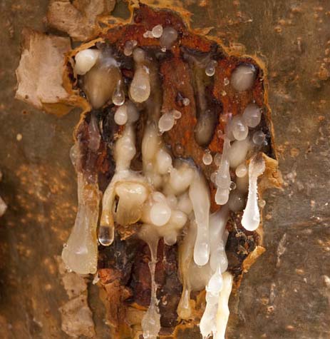 Boswellia Serrata Resin