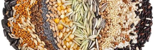 Food grains, Application : Bakery Products, Cookies, Cooking