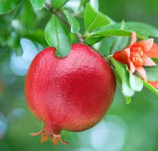 Organic Fresh Pomegranate, For Making Juice, Feature : Bore Free, Good For Health, Non Harmful