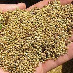 Organic Millet Seeds, For Cattle Feed, Cooking, Feature : Gluten Free, Natural Taste, Non Harmful