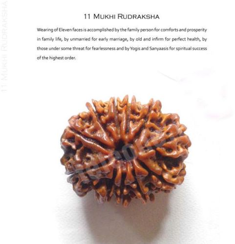 11 Mukhi Rudraksha