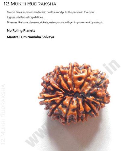 12 Mukhi Rudraksha