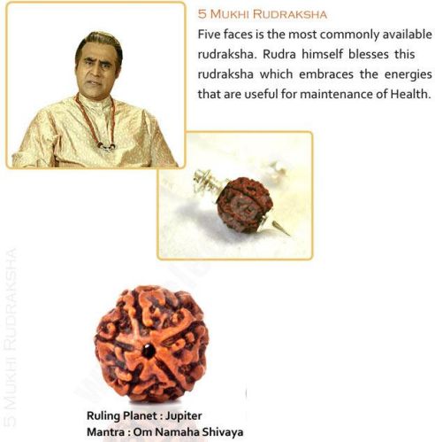 5 Mukhi Rudraksha From Teleone