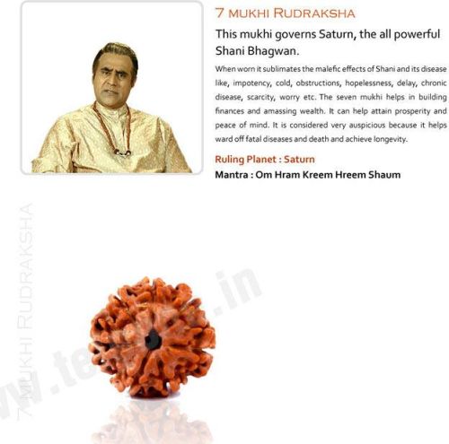 7 Mukhi Rudraksha