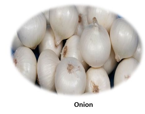 Fresh White Onion