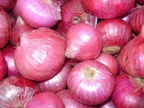 Fresh Big Onion