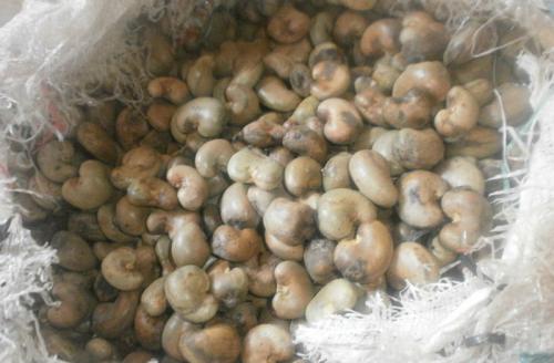 Raw Cashew Nuts, Packaging Type : 80kg bags for Food