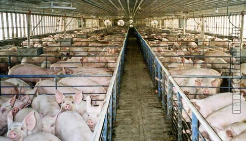 Pig Farming