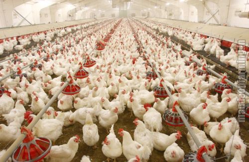 Poultry Farming Services