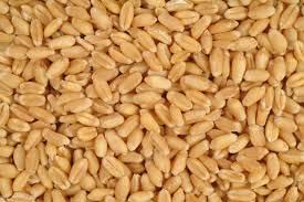 Wheat seeds, Number Of Flower : Sharbati