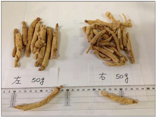 Ginseng Root, Brand Name : naturechoice, Packaging Type : white
