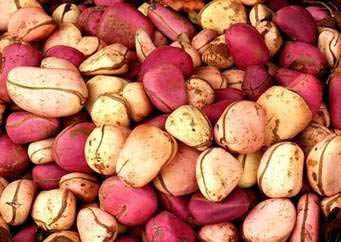 Organic Bitter Kola Nuts