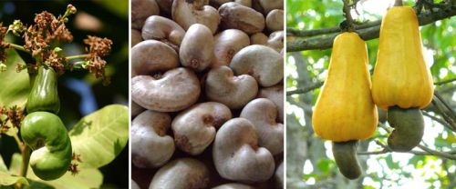 Organic cashew nuts