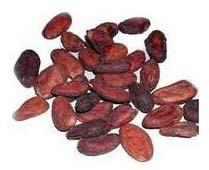 Cocoa Seeds, Packaging Type : Package in 65kg bags