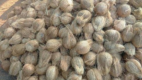 Organic Fully Husked Coconut, Feature : Increase Porosity, Moisture Free, Water Retention