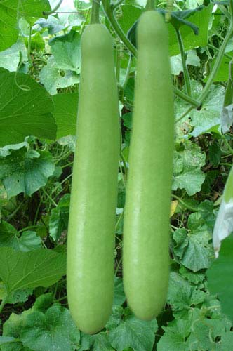 Fresh Bottle Gourd