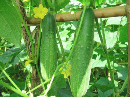 Fresh Cucumber,fresh Cucumber