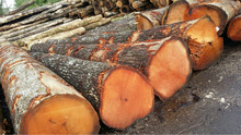 Timber Products, Brand Name : Red Oak Logs for plank, funiture