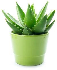 Barbadians Aloe Vera Baby Plant, For Farming, Certification : Yes