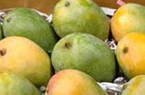 Fresh Kesar Mango