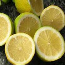 Fresh Seedless Lemon