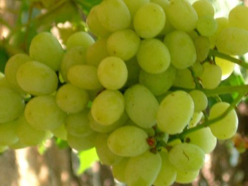 Fresh grapes, Packaging Type : Carate