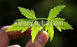 Fresh Neem Leaves