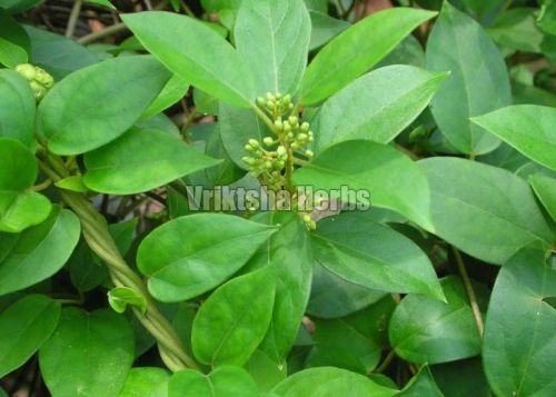 Gymnema Sylvestre Leaves