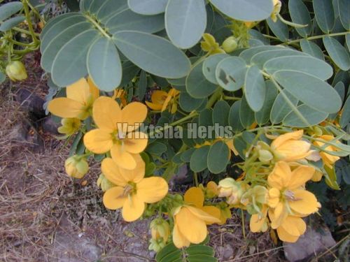 Senna leaves, Cultivation Type : Organic
