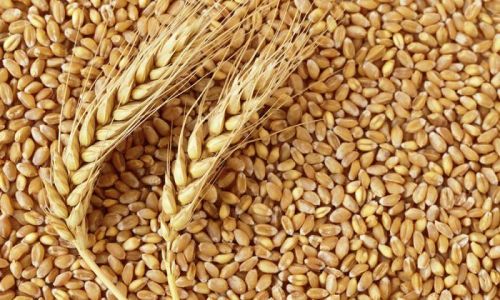 Common Wheat Seeds, For Food, Style : Dried