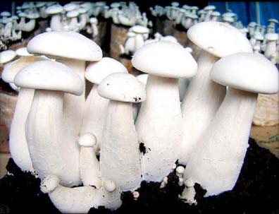 Milky Mushroom, Color : White