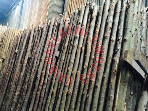 Casuarina Poles