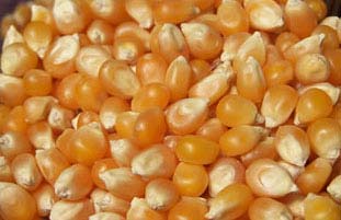 Yellow maize seeds, Packaging Type : Bags