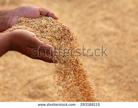 Common Paddy Rice, For Cooking, Human Consumption, Style : Dried