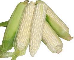 Fresh White Corn